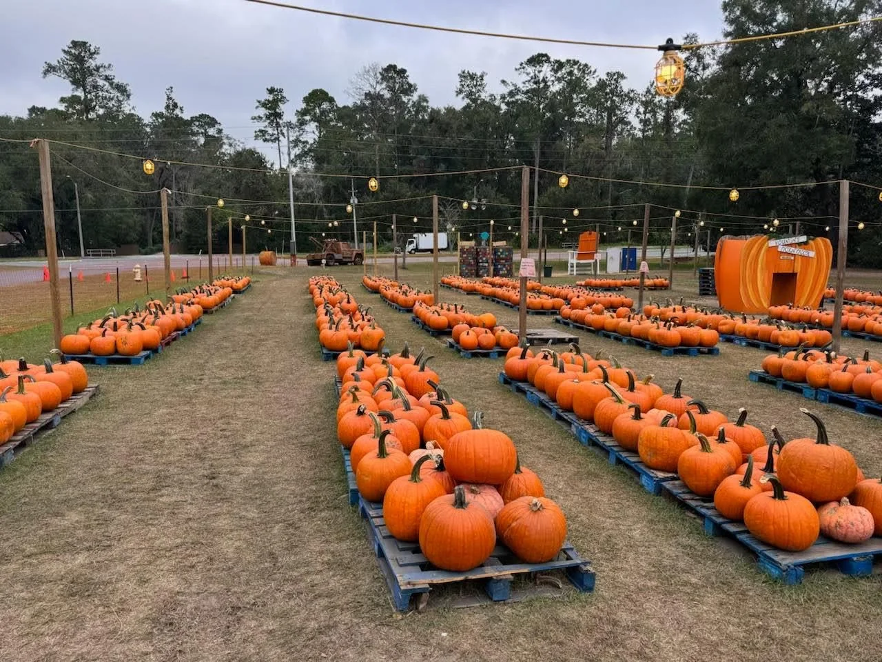 Rows of pumpkins at the Buy A Pumpkin Feed A Child pumpkin patch